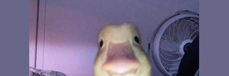 yourethememe